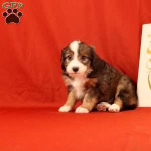 Percy, Mini Bernedoodle Puppy